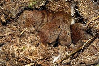 baby bank voles Plantsurfer Wiki