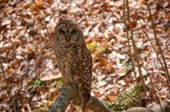 Owl2